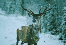 Kaip žiemą gyvena briedžiai – įspūdingi miško gyventojai iš arti Kaip žiemą gyvena briedžiai.