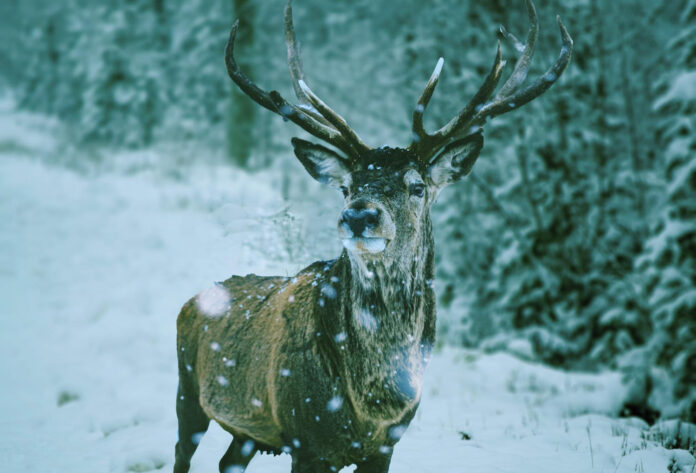 kaip-ziema-gyvena-briedziai Kaip žiemą gyvena briedžiai.