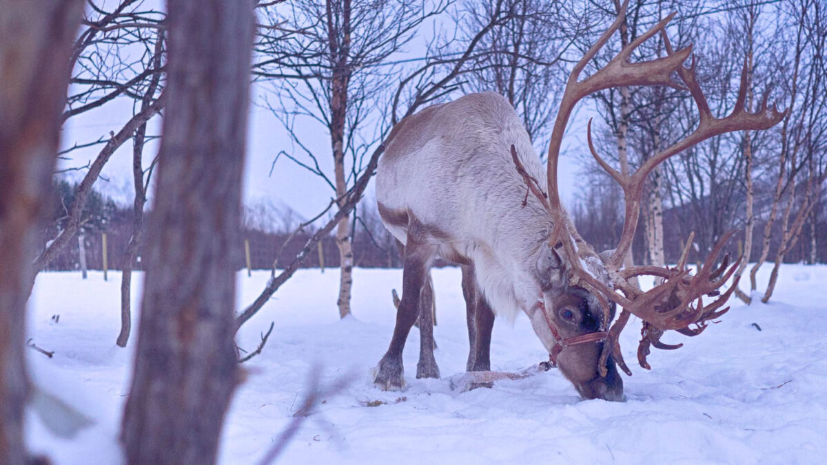 Kaip žiemą gyvena briedžiai. Briedis ieško maisto miške.