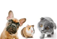 Katė, šuo ir jūrų kiaulytė po vienu stogu: ar tai saugu? Katė šuo jūrų kiaulytė.