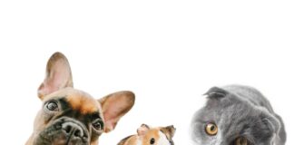 Katė, šuo ir jūrų kiaulytė po vienu stogu: ar tai saugu? Katė šuo jūrų kiaulytė.