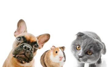 Katė, šuo ir jūrų kiaulytė po vienu stogu: ar tai saugu? Katė šuo jūrų kiaulytė.