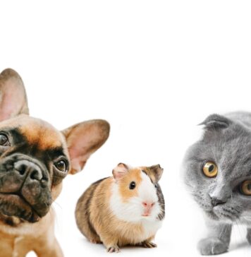 Katė, šuo ir jūrų kiaulytė po vienu stogu: ar tai saugu? Katė šuo jūrų kiaulytė.