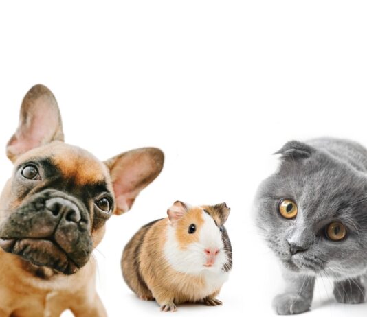 Katė, šuo ir jūrų kiaulytė po vienu stogu: ar tai saugu? Katė šuo jūrų kiaulytė.