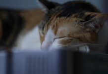 Katės depresija – priežastys, simptomai ir gydymas Katės depresija.