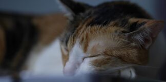 Katės depresija – priežastys, simptomai ir gydymas Katės depresija.