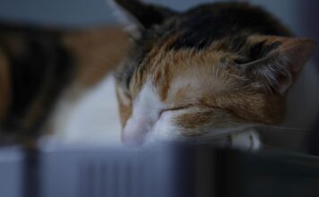 Katės depresija – priežastys, simptomai ir gydymas Katės depresija.