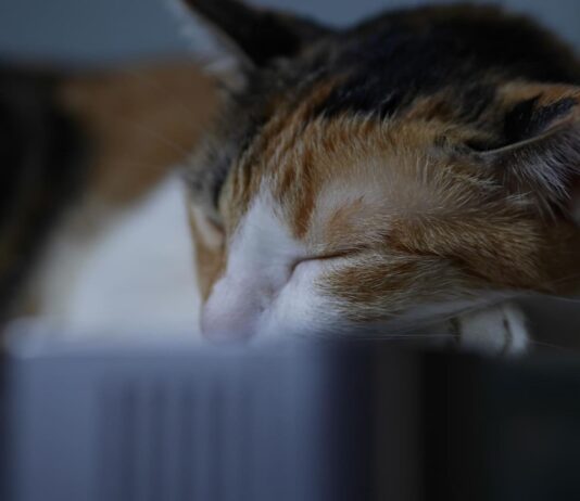 Katės depresija – priežastys, simptomai ir gydymas Katės depresija.