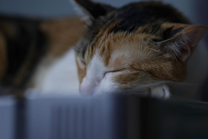 kates-depresija-kate Katės depresija.