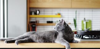 Katės ir aliuminio folija: ar ji tikrai padeda nuo stalviršių? Katės ir aliuminio folija.