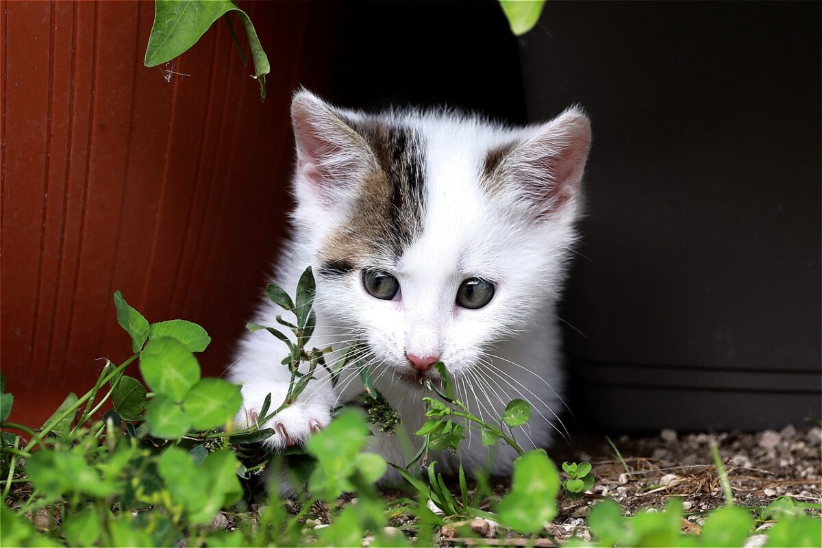 Katės slepia kačiukus. Kartais katės taip daro dėl šeimininko klaidų.