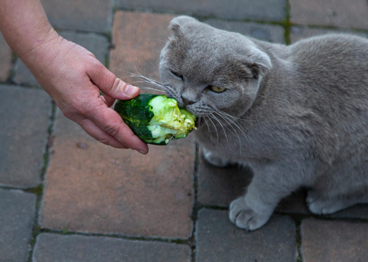 Kodėl katės bijo agurkų. Katė nebijo agurko.
