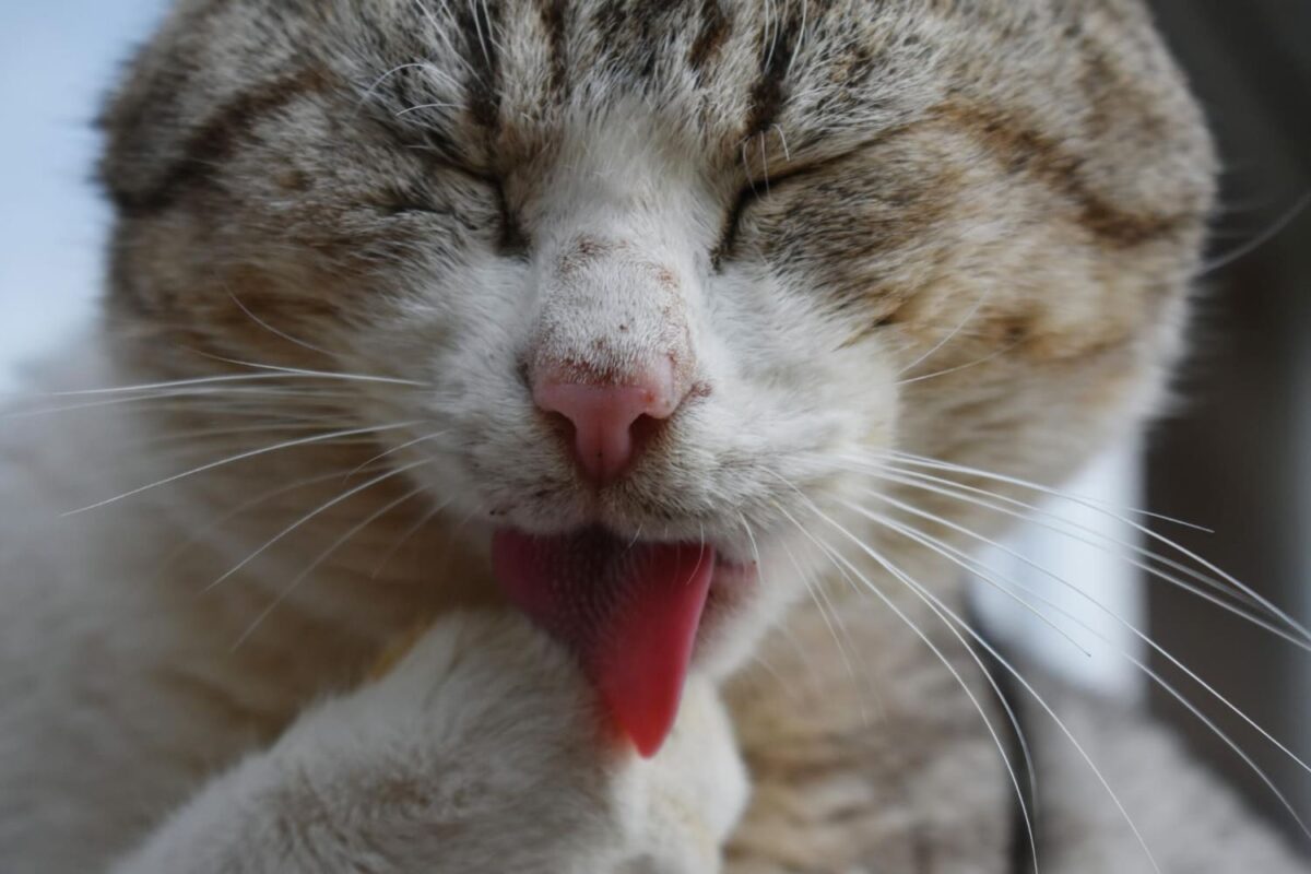 Kodėl katės prausiasi. Kartais tai susiję su savęs raminimu.