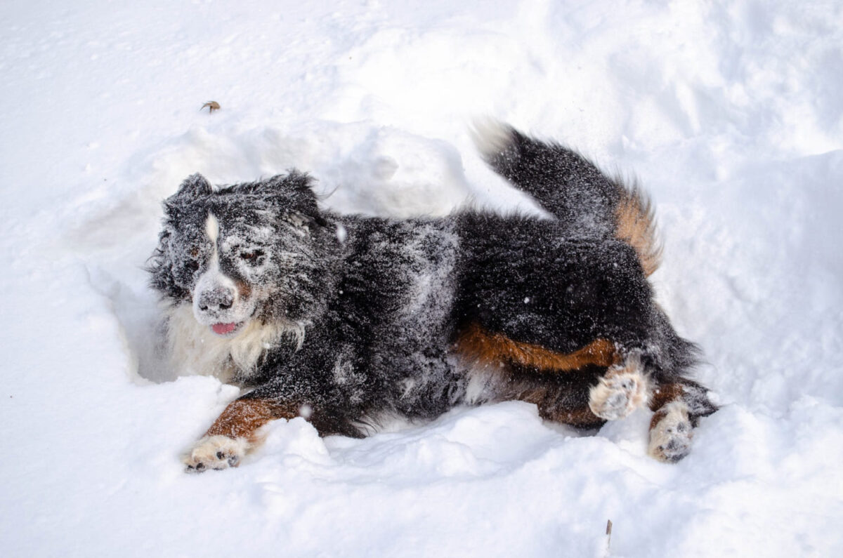 Kodėl šunys voliojasi sniege.