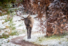 Dažna painiava miške: kuo iš tikrųjų skiriasi elnias nuo stirnos Kuo skiriasi elnias nuo stirnos.