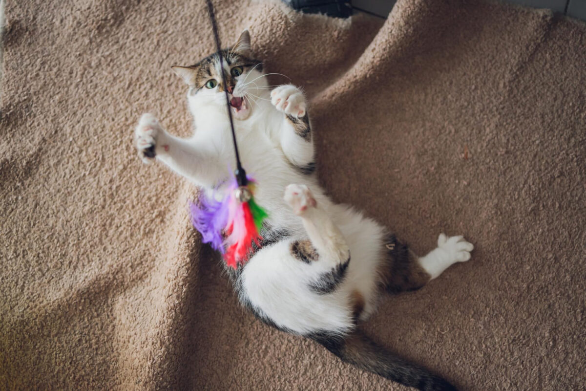 Lazeris katei. Katė žaidžia.