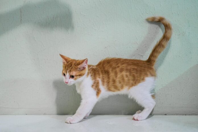 luzusi-kates-uodega-kate Lūžusi katės uodega.