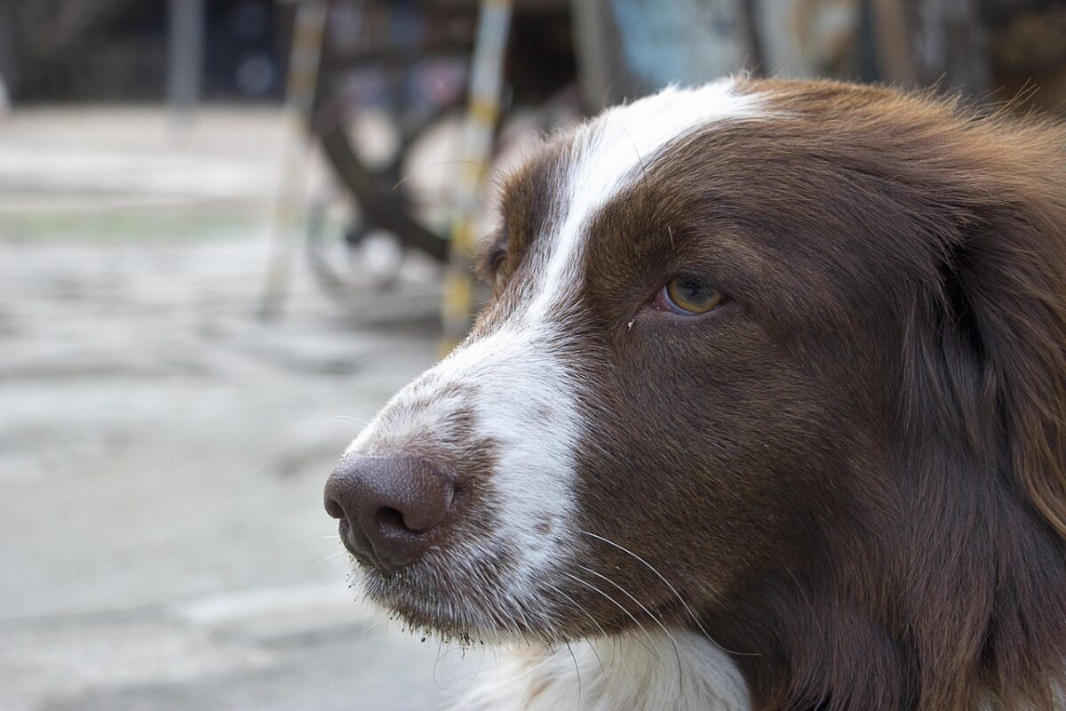 Pasiklydęs šuo. Jei šuo leidžiasi būt šalia, reikia jį apžiūrėt.