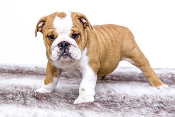 per-daug-kalcio-suniukui Per daug kalcio šuniukui. Šuniukas stovi.