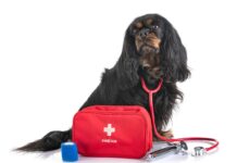 Kaip sudaryti namų pirmosios pagalbos rinkinį šuniui Pirmosios pagalbos rinkinys šuniui.