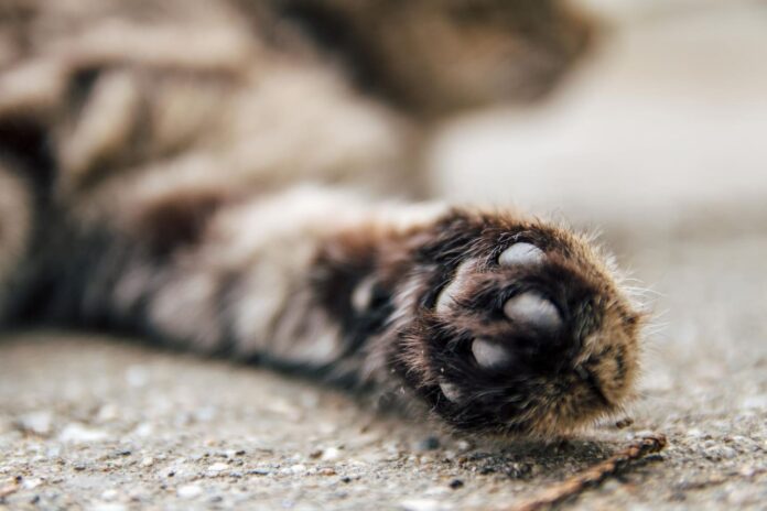 rasos-nagai-kates-letena Rasos nagai. Letenytė.