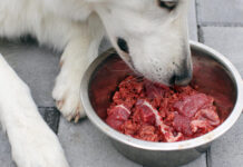 Šėrimas žalia mėsa: ką pastebi šunų šeimininkai? Šerimas žalia mėsa.