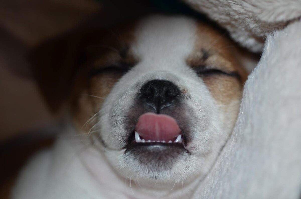 Šuniuko dantų dygimas. Šuniukas dygstančiais dantimis.