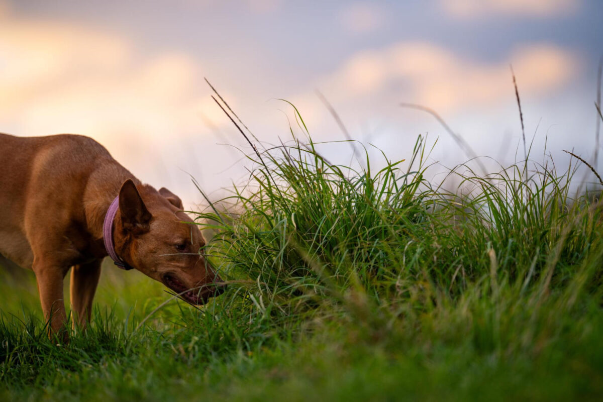 Šuns sekimas pagal kvapą. Šuo ieško kvapų.