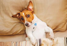 Šuns temperatūra: kaip ją pamatuoti ir kada būtina kreiptis į veterinarą Šuns temperatūra.