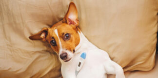 Šuns temperatūra: kaip ją pamatuoti ir kada būtina kreiptis į veterinarą Šuns temperatūra.