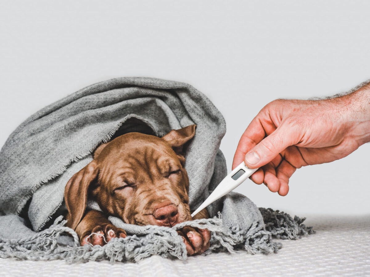 Šuns temperatūra. Šuniui matuoja temperatūrą.