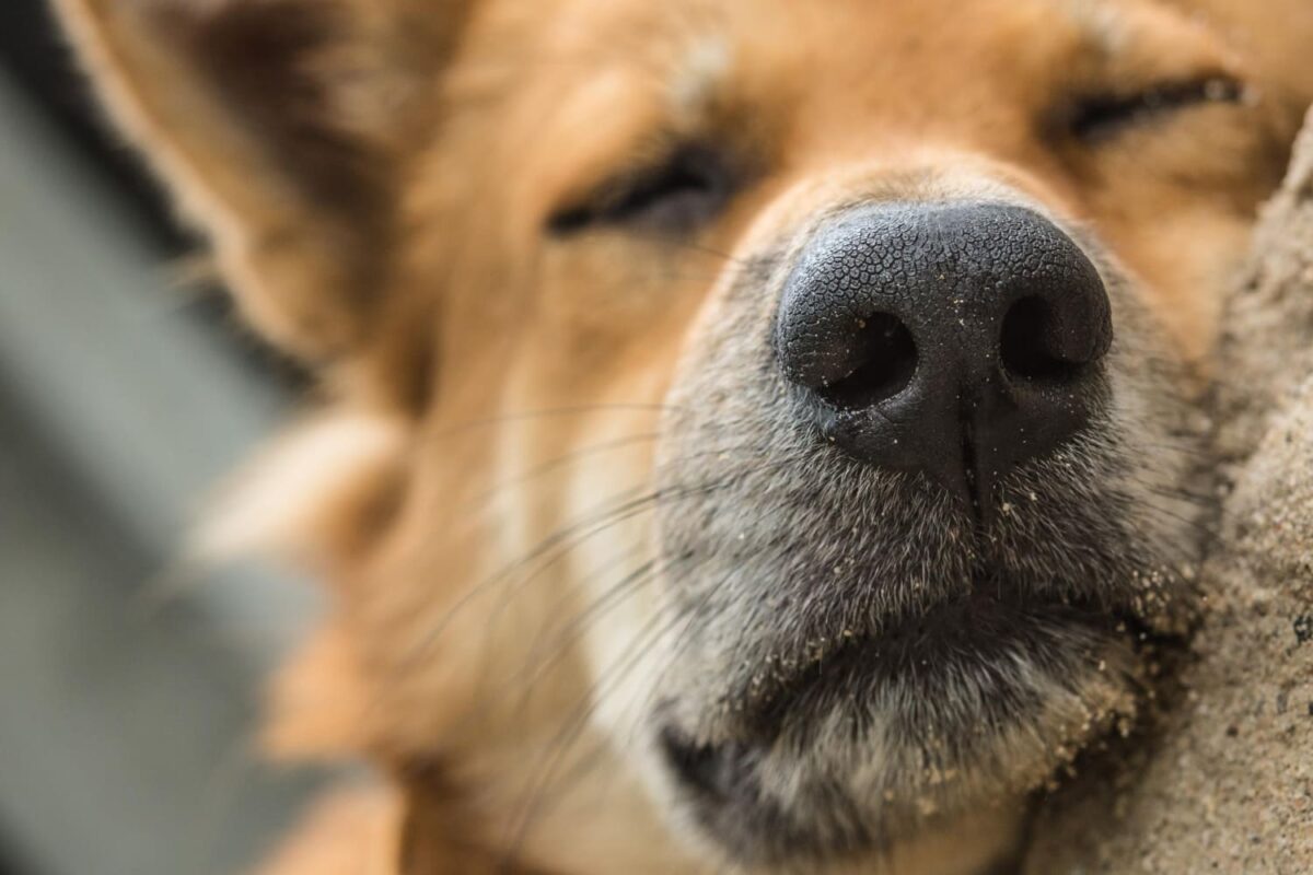 Šuns uoslė. Uostymas yra kasdienė šuns gyvenimo dalis.