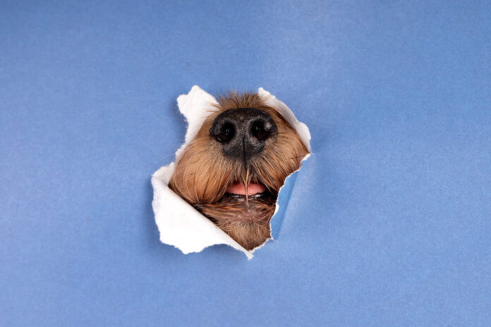 sunu-elgesys-rodo-rimta-problema Šunų elgesys rodo rimtą problemą.