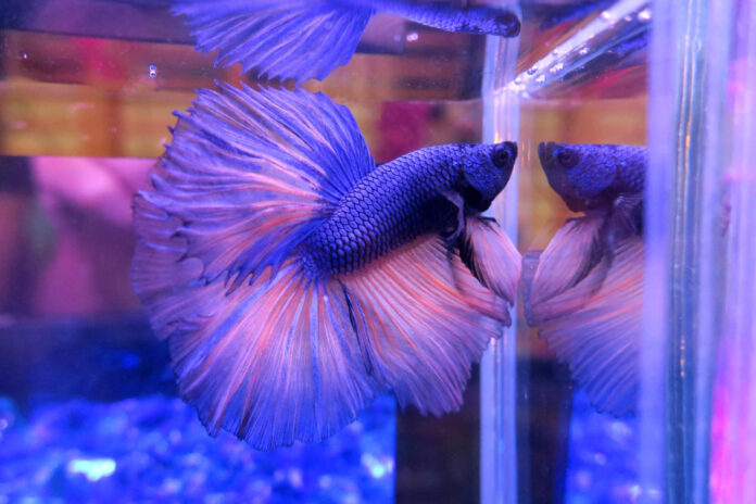 suraus-vandens-akvariumas Sūraus vandens akvariumas.