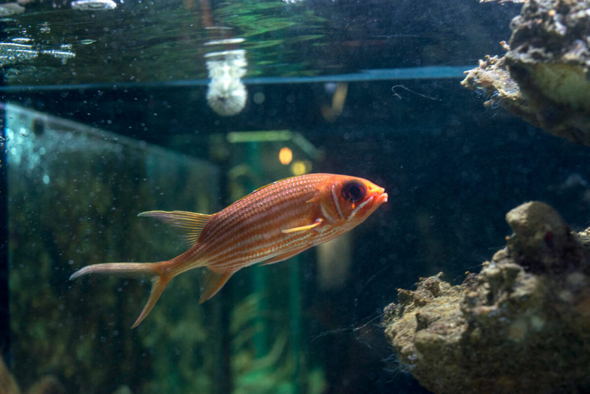 Sūraus vandens akvariumas. Dauguma dekoracijų šiame vandenyje tampa bevertės.