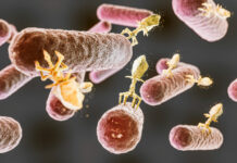 Toksoplazmozė: kas tai ir kuo ji pavojinga Taksoplazmoze.