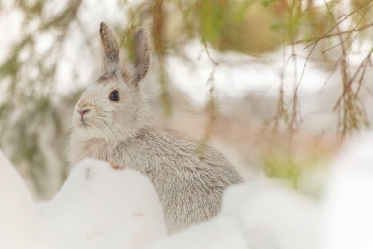 Triušiai per šalčius. Ilgalaikis šaltis turi pasėkmių.