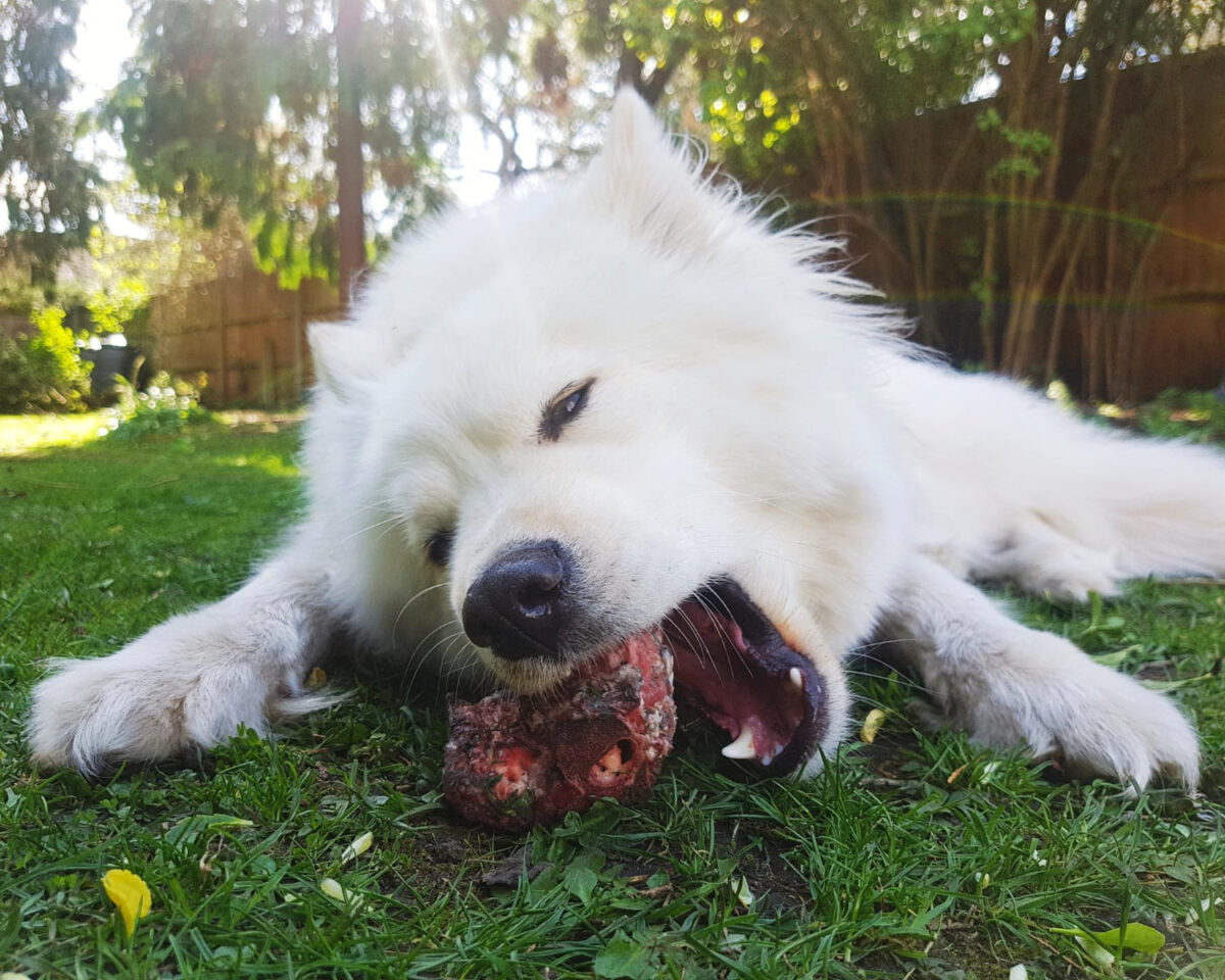 Vištienos kaulai ir šunys. Šuo valgo kaulą.