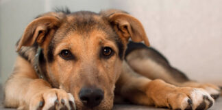 Ar šuo žino, kad miršta? Tai, ką pastebite, daug ką išduoda Ar šuo žino kad miršta.