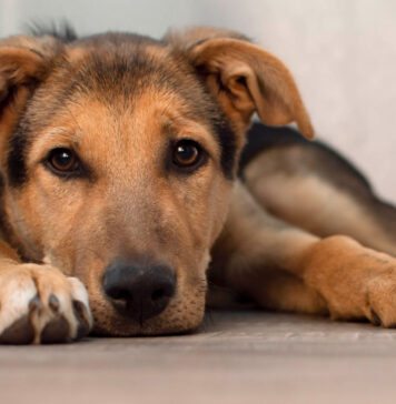 Ar šuo žino, kad miršta? Tai, ką pastebite, daug ką išduoda Ar šuo žino kad miršta.