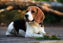 Biglis: linksmas pėdsekys, kuris pavergia kiekvieną Biglis.