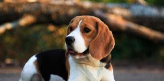 Biglis: linksmas pėdsekys, kuris pavergia kiekvieną Biglis.