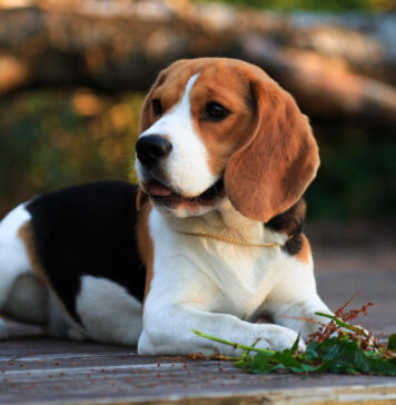 Biglis: linksmas pėdsekys, kuris pavergia kiekvieną Biglis.