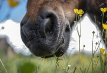 Kodėl arklys šlifuoja dantis treniruotės metu? Bruksizmas katėms.
