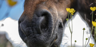 Kodėl arklys šlifuoja dantis treniruotės metu? Bruksizmas katėms.