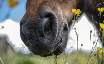 Kodėl arklys šlifuoja dantis treniruotės metu? Bruksizmas katėms.