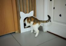 Dingo katė: kodėl jos palieka namus ir ką tai reiškia Dingo kate.