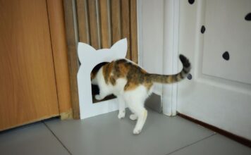 Dingo katė: kodėl jos palieka namus ir ką tai reiškia Dingo kate.