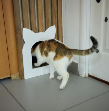 Dingo katė: kodėl jos palieka namus ir ką tai reiškia Dingo kate.