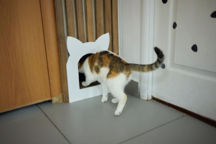 dingo-kate-iseina Dingo kate.